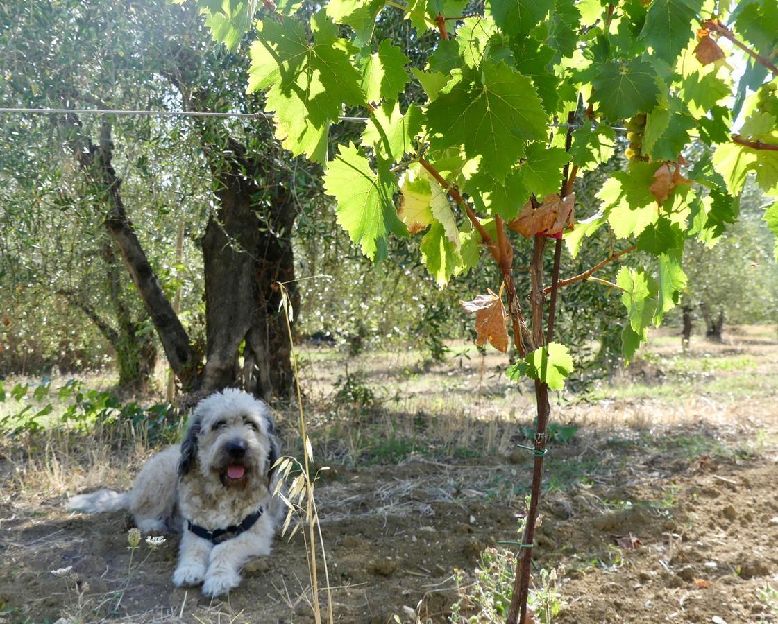 Due Piani Villa Barberino Val d'Elsa ภายนอก รูปภาพ